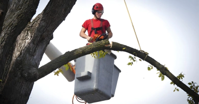 Tree Pruning Services Card