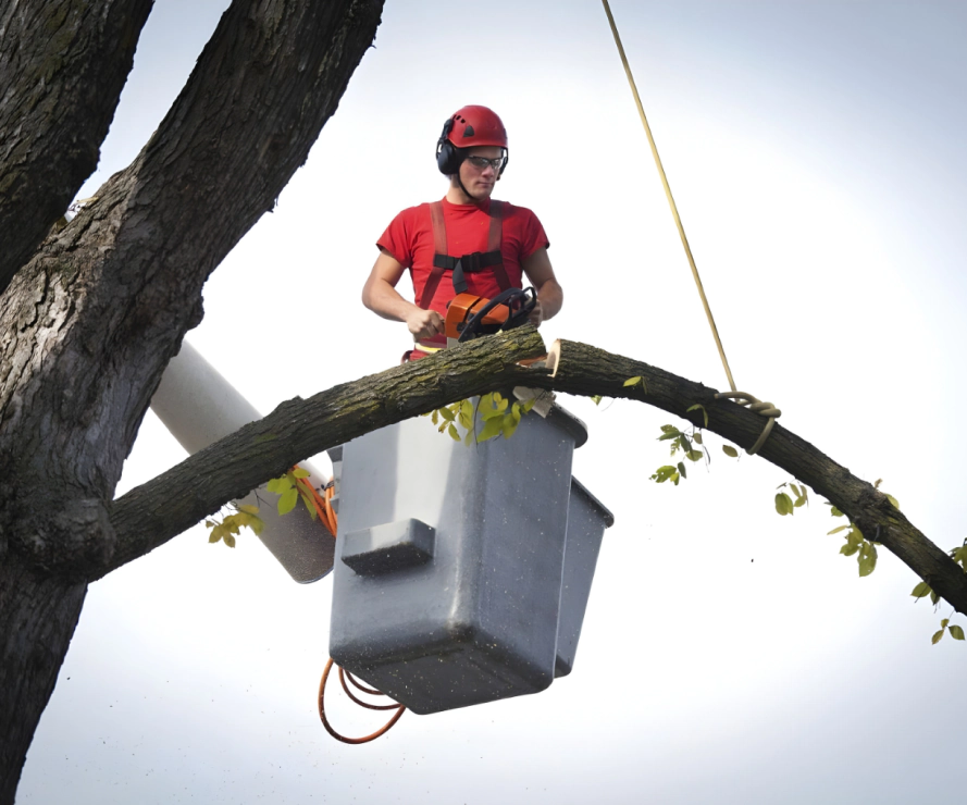 Tree Pruning Services Tree Pruning Services