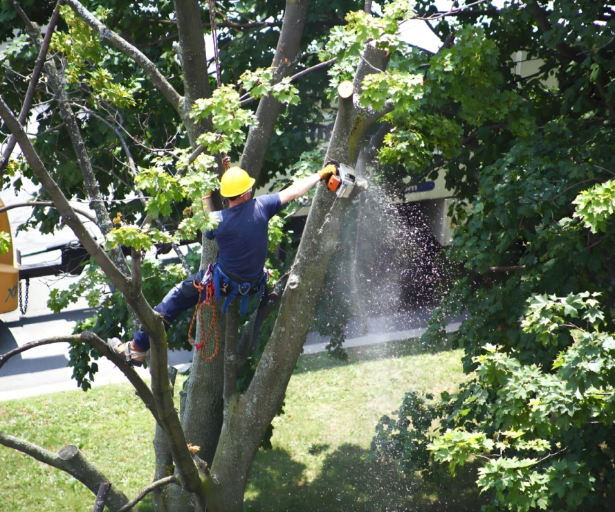 Tree Trimming Services